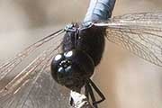 Black-headed Skimmer (Crocothemis nigrifrons)